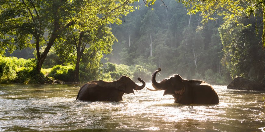 Elefanten schwimmen im Fluss