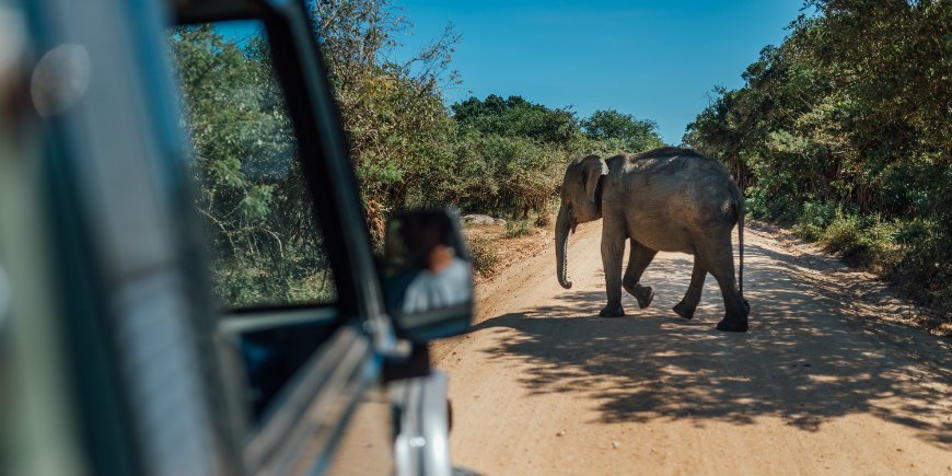 Erleben Sie Elefanten auf Safari
