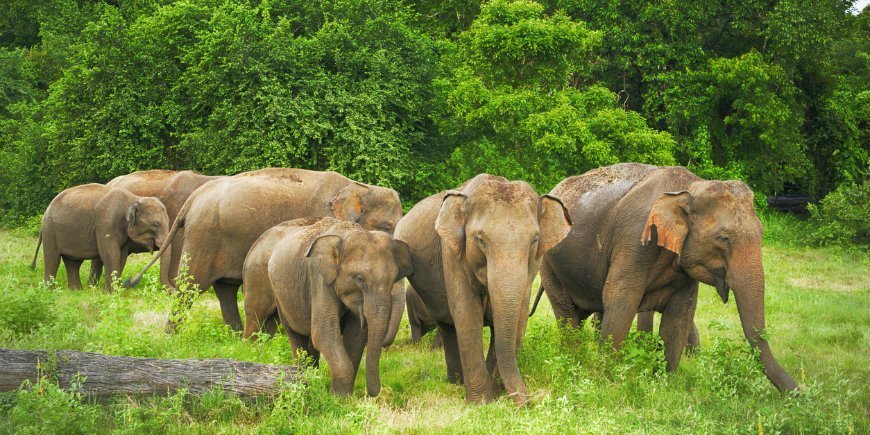 Elefanten Minneriya Sri Lanka