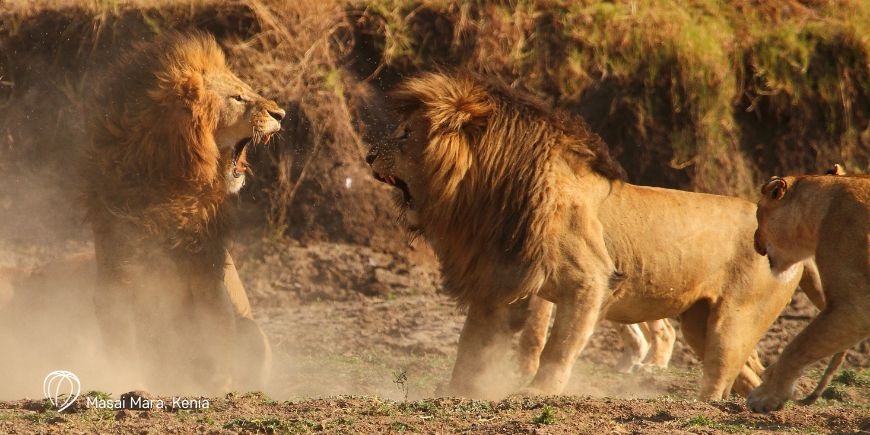 Löwen in der Masai Mara in Kenia