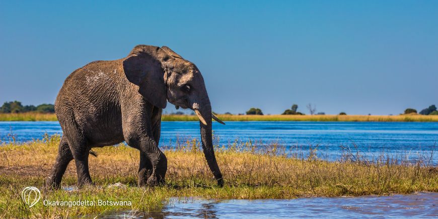 Elefant im Okavango-Delta in Botswana