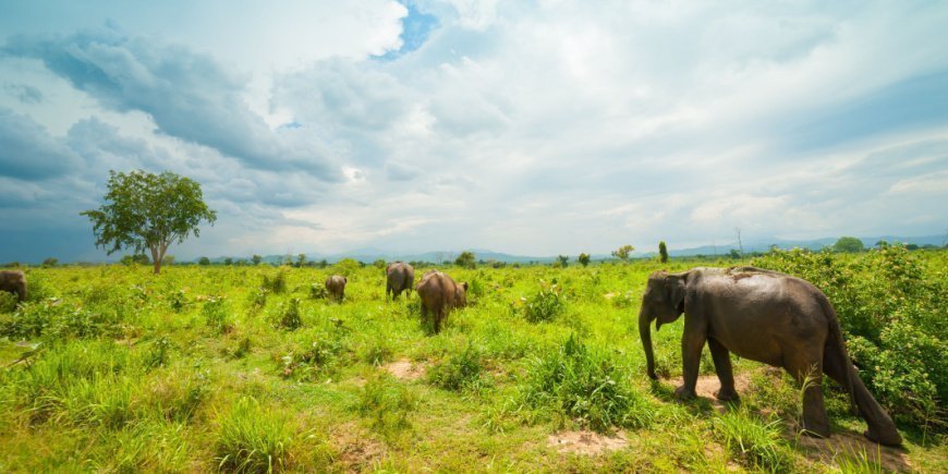 Frei lebende Elefanten im Udawalawe-Nationalpark