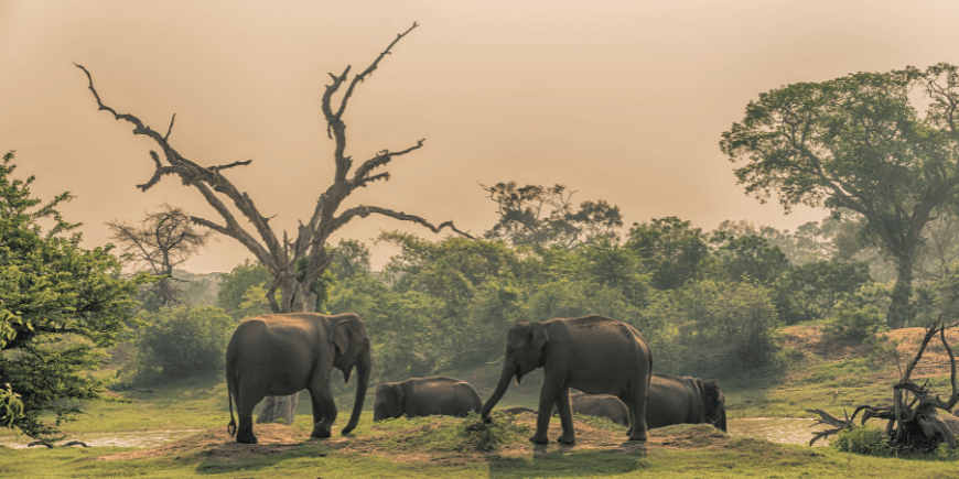 Herde freilebender Elefanten an der Wasserstelle im Dschungel, im Yala-Nationalpark, Sri Lanka 