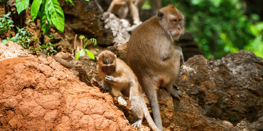 Makaken im Urwald von Khao Sok, Thailand. 