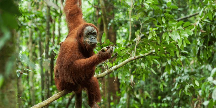 Orang-Utan in den Urwäldern von Sumatra 