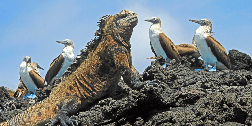 Meerechsen und Blaufußtölpel auf Galapagos, Ecuador. 