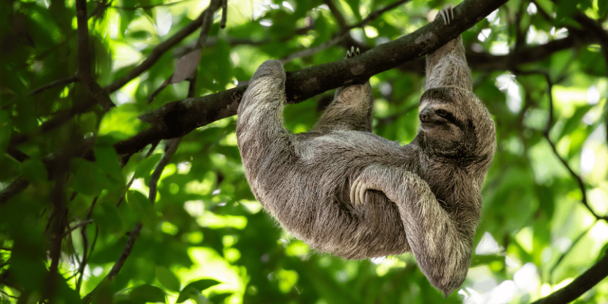 Freilebendes Faultier hängt in einem Baum und guckt entspannt und lustig im Regenwald von Costa Rica. 