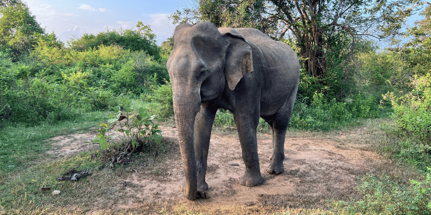 elefant in udawalawe nationalpark sri lanka